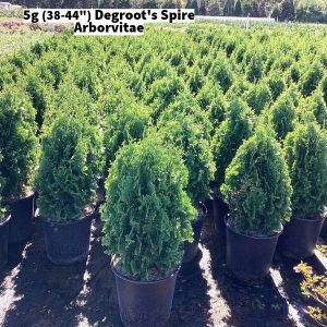 October 2024 5g Degroots Spire Arborvitae Group for Website